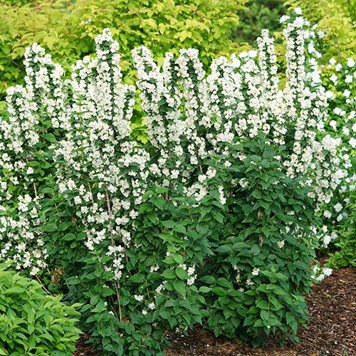 Philadelphus Virginalis Illuminati Tower - View 5 from www redcrocus com