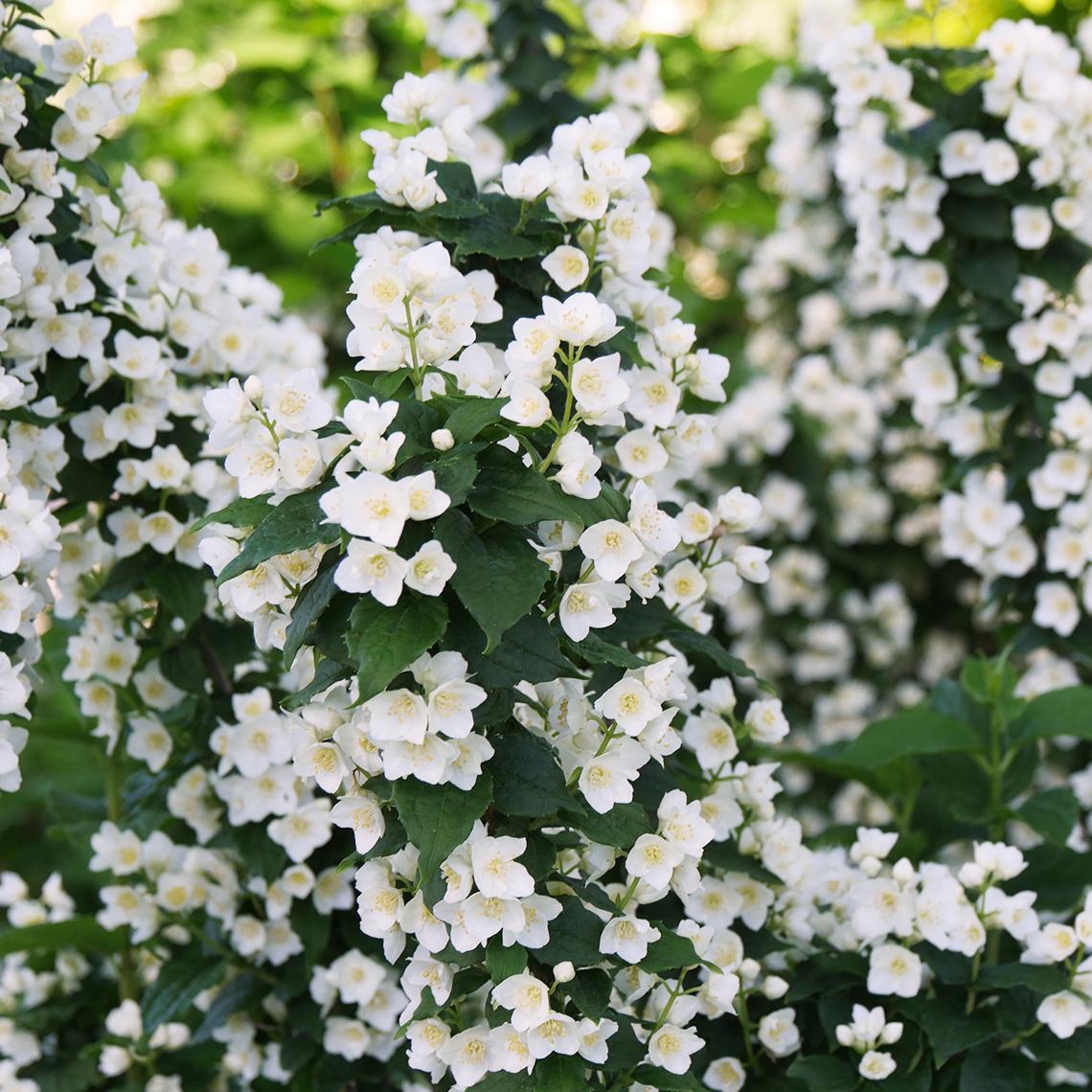 Philadelphus Virginalis Illuminati Tower - View 7 from www redcrocus com