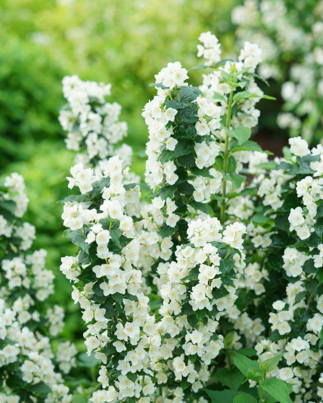 Philadelphus Virginalis Illuminati Tower - View 8 from www redcrocus com