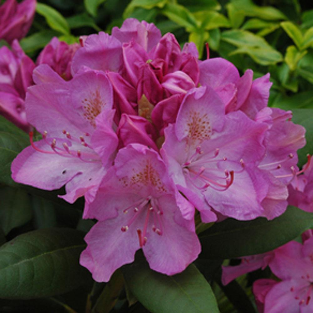 Rhododendron English Roseum - View 17 from www redcrocus com