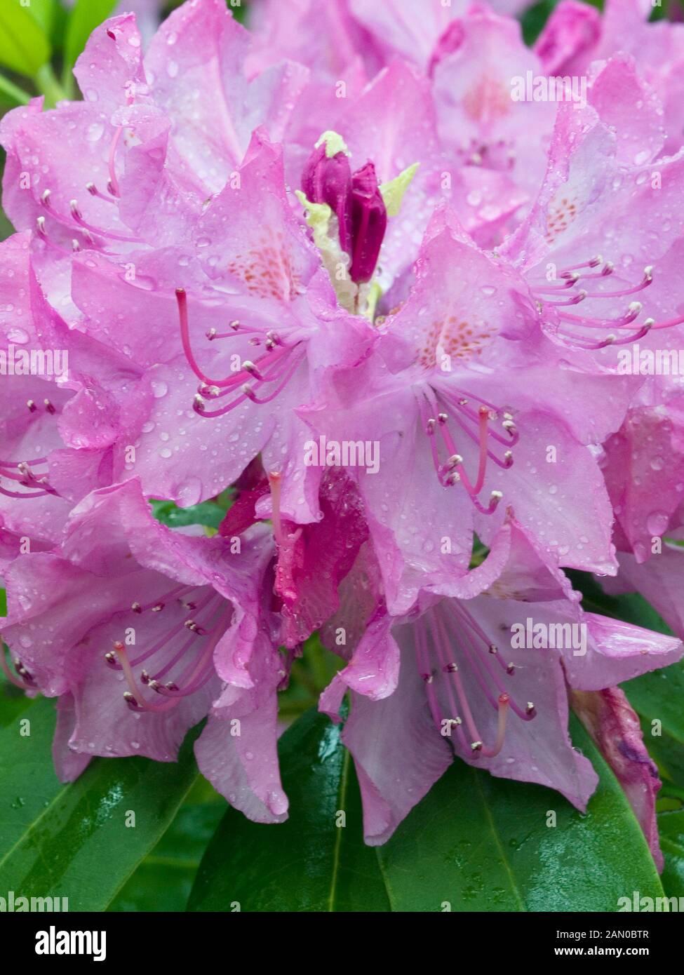 Rhododendron English Roseum - View 9 from www redcrocus com