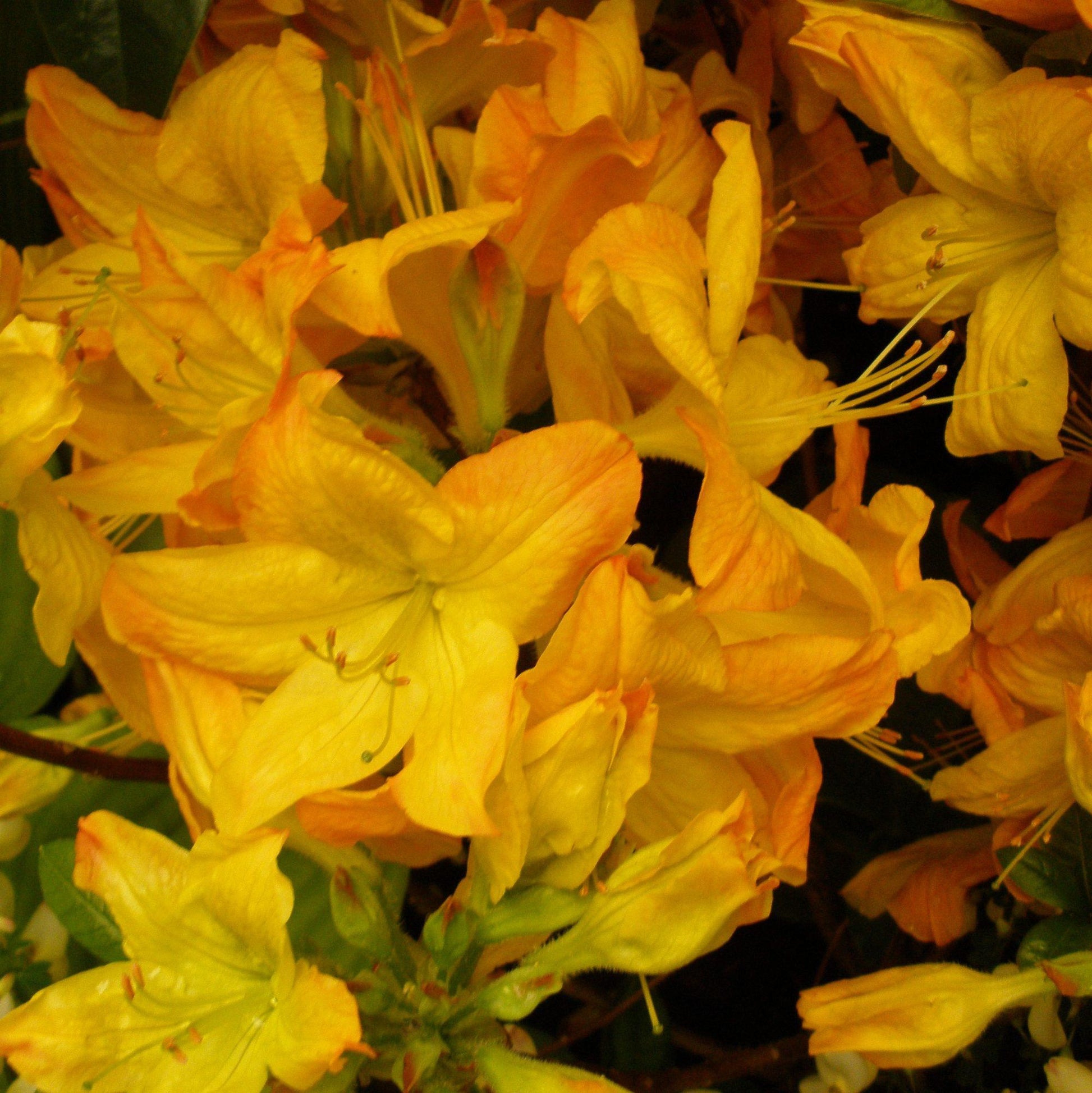 Azalea Arneson Gem - View 10 from www redcrocus com