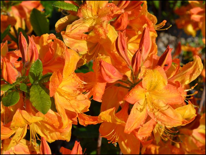 Azalea Arneson Gem - View 11 from www redcrocus com