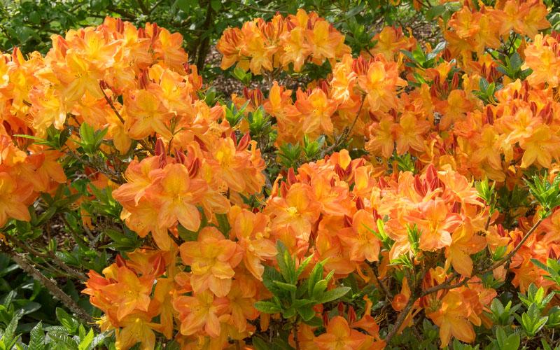 Azalea Arneson Gem - View 12 from www redcrocus com