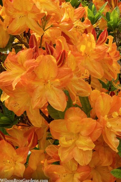 Azalea Arneson Gem - View 13 from www redcrocus com