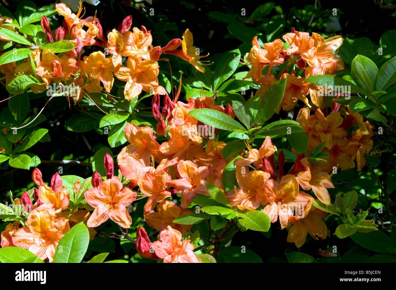 Azalea Arneson Gem - View 14 from www redcrocus com