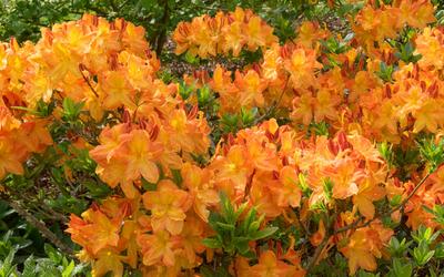 Azalea Arneson Gem - View 15 from www redcrocus com