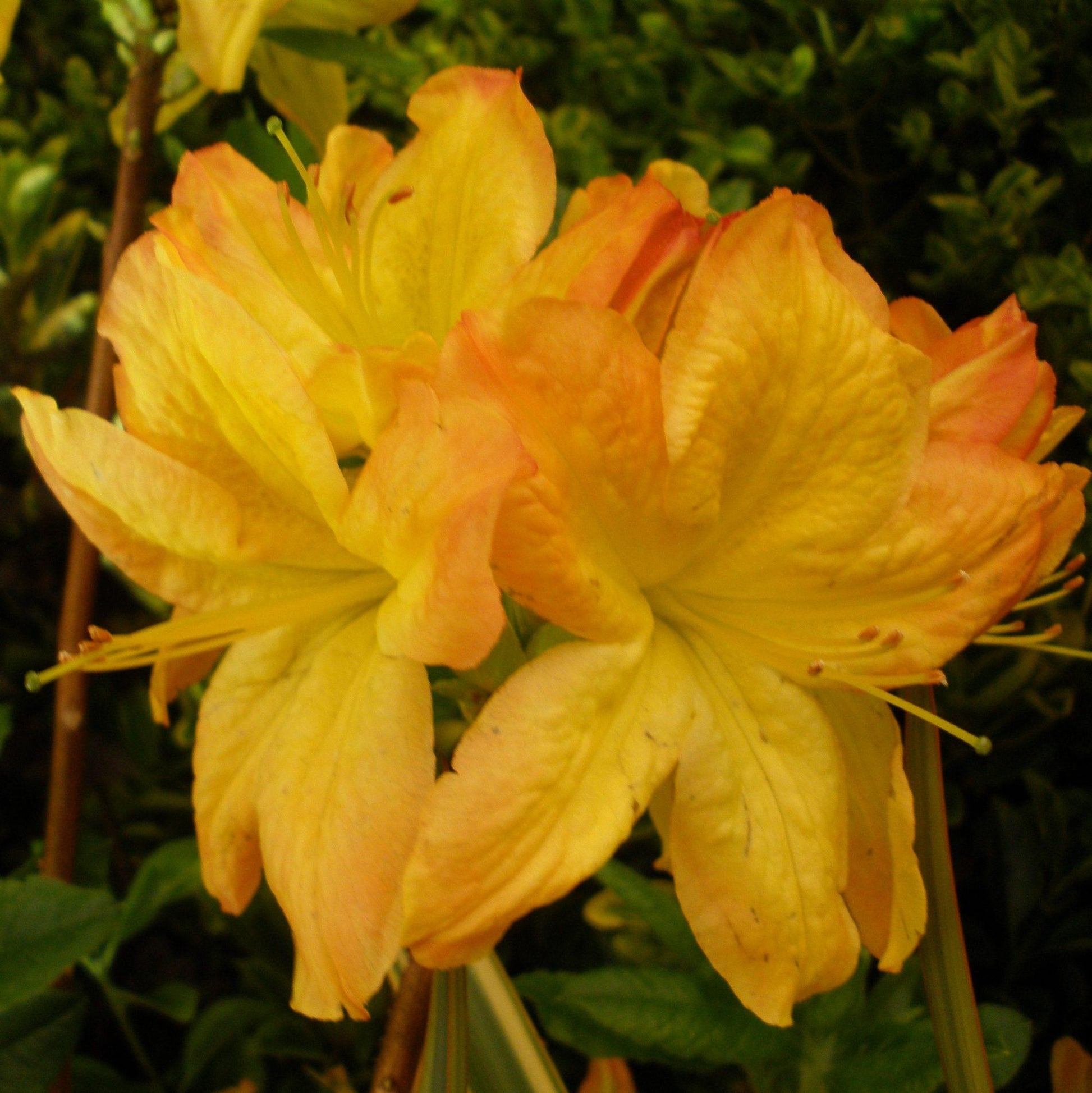 Azalea Arneson Gem - View 16 from www redcrocus com