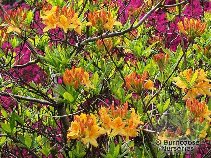 Azalea Arneson Gem - View 18 from www redcrocus com