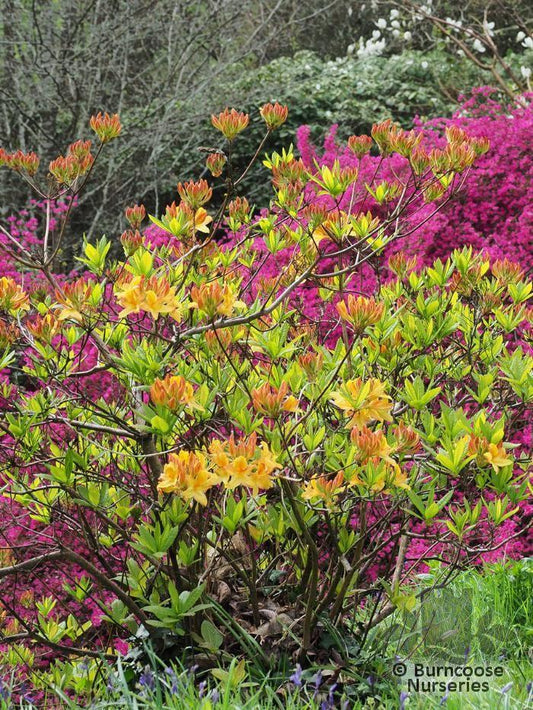 Azalea Arneson Gem - View 1 from www redcrocus com