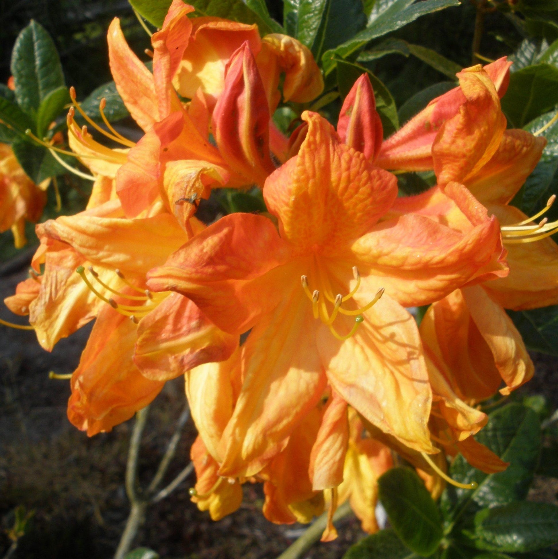 Azalea Arneson Gem - View 2 from www redcrocus com