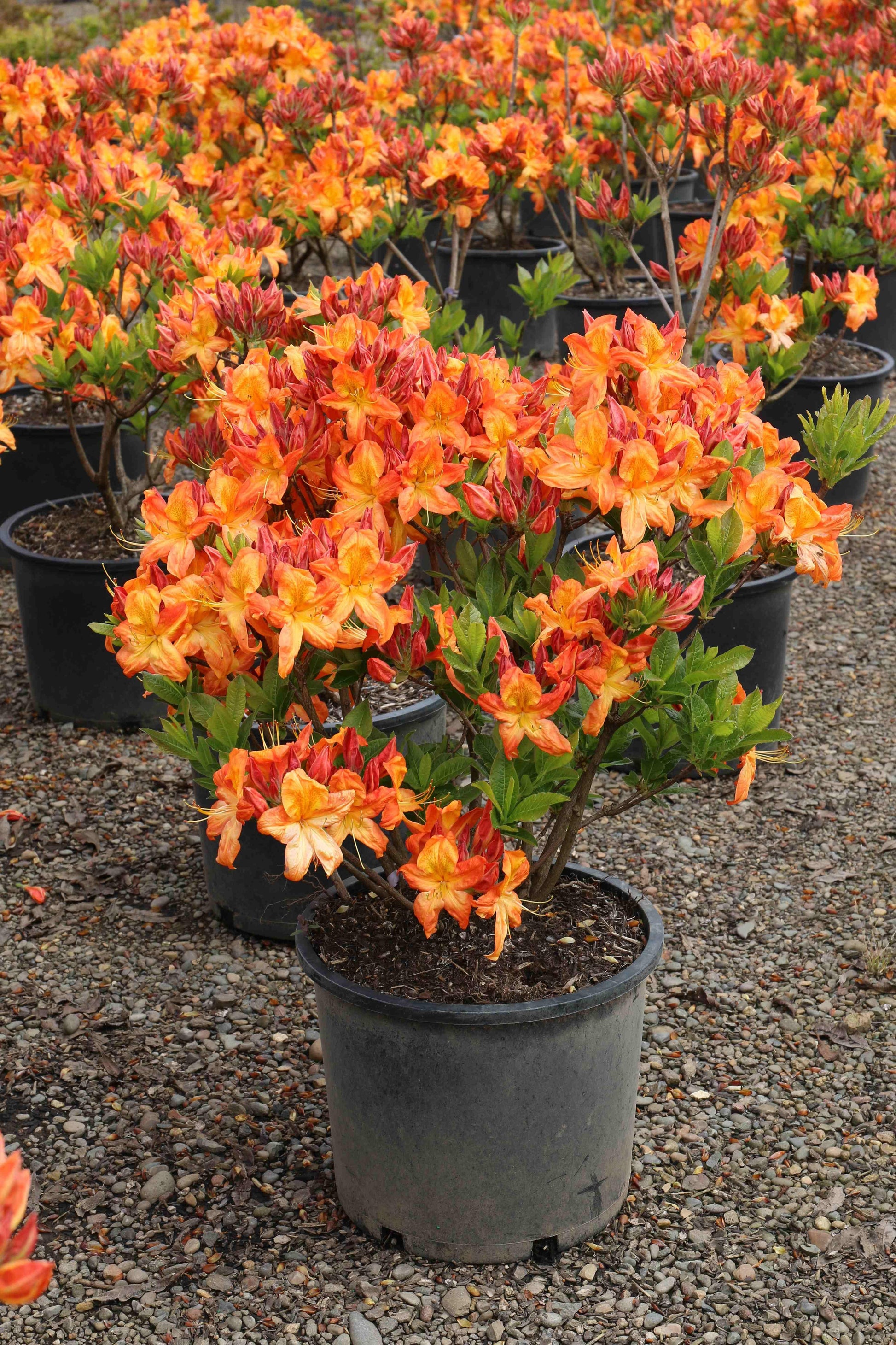 Azalea Arneson Gem - View 3 from www redcrocus com