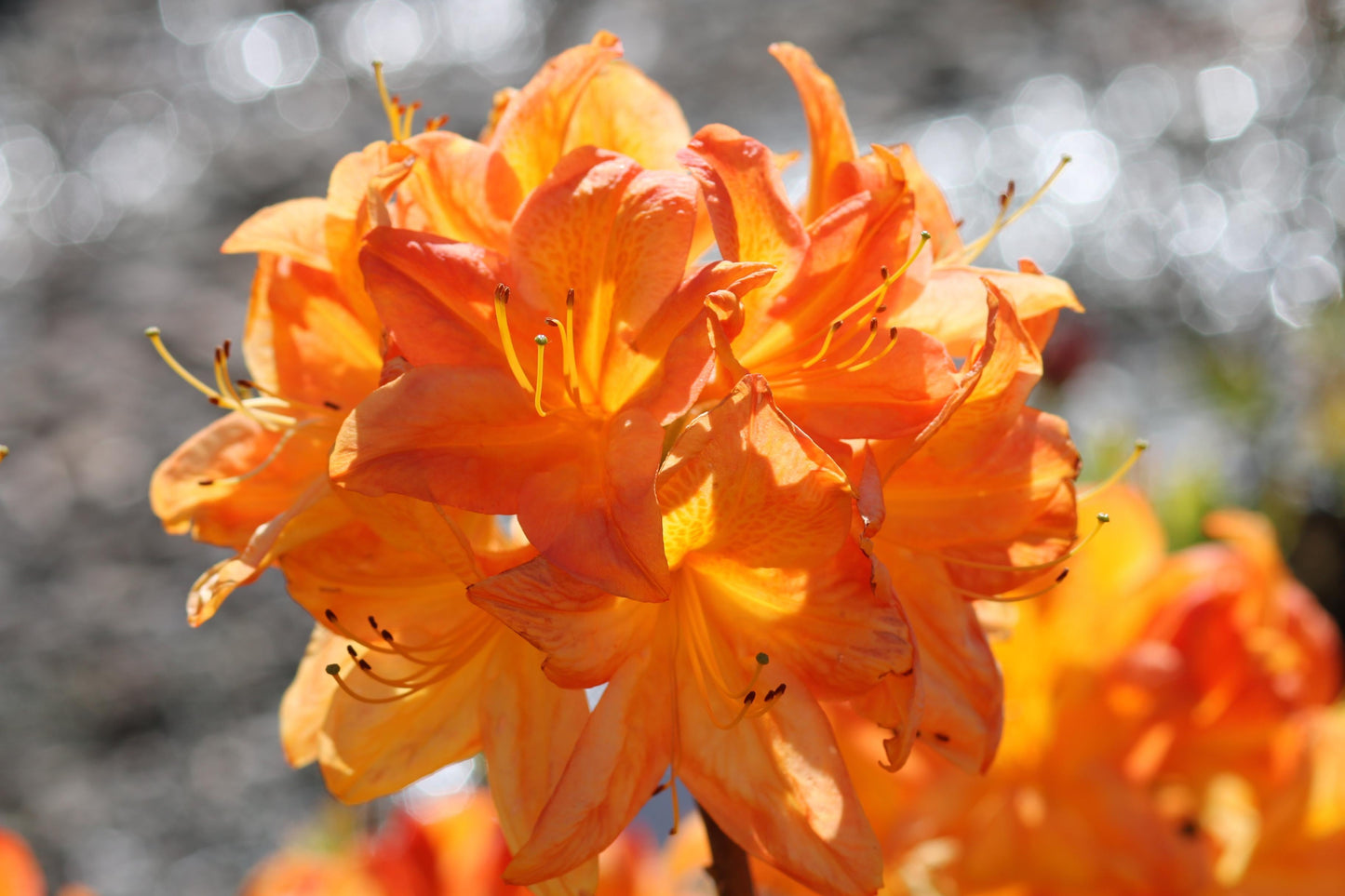 Azalea Arneson Gem - View 4 from www redcrocus com
