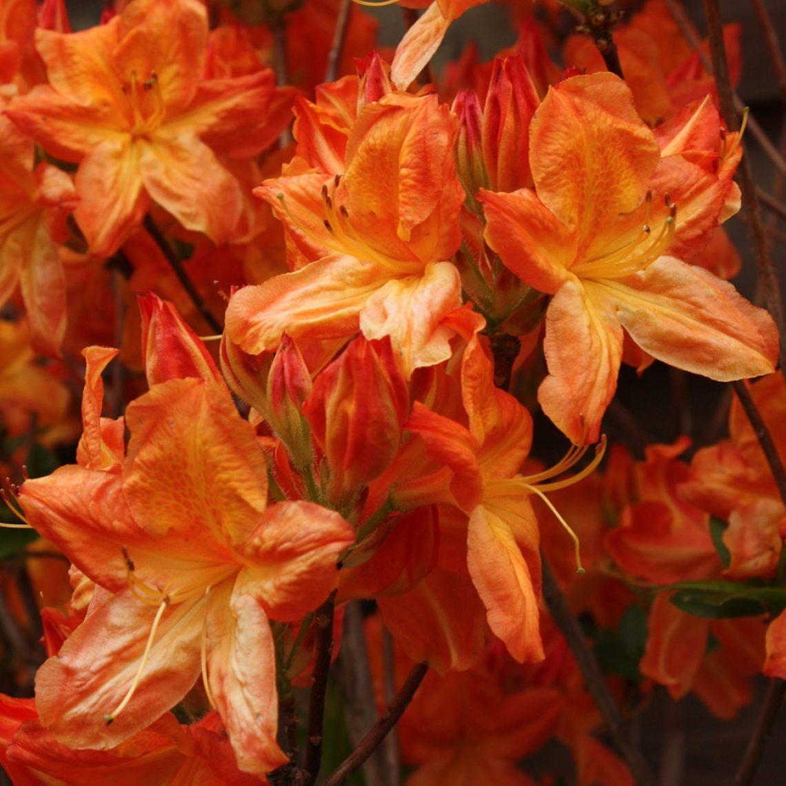 Azalea Arneson Gem - View 5 from www redcrocus com