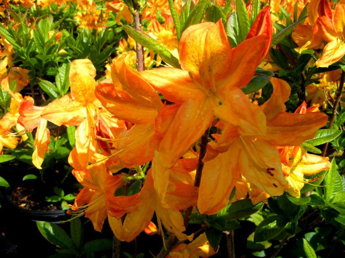 Azalea Arneson Gem - View 6 from www redcrocus com