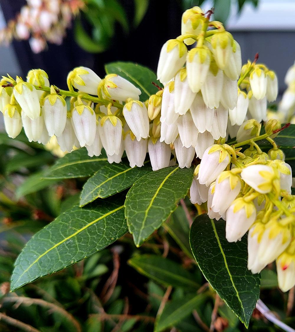Pieris Japonica Cavatine - View 15 from www redcrocus com