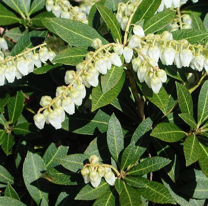 Pieris Japonica Cavatine - View 6 from www redcrocus com