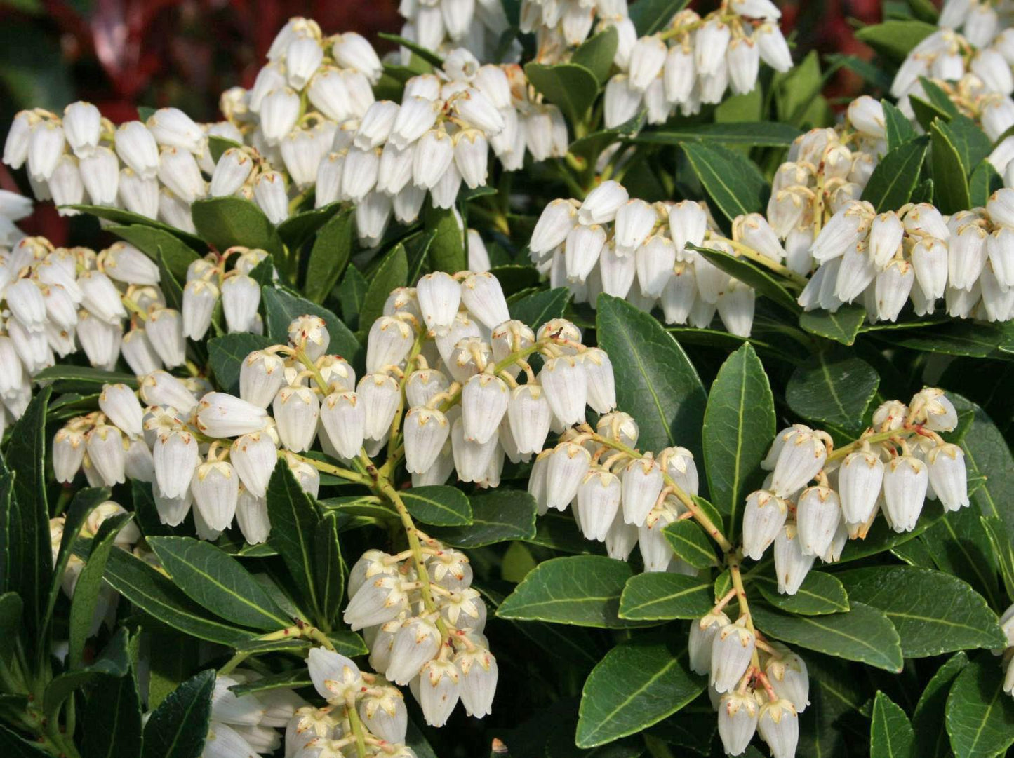 Pieris Japonica Cavatine - View 7 from www redcrocus com