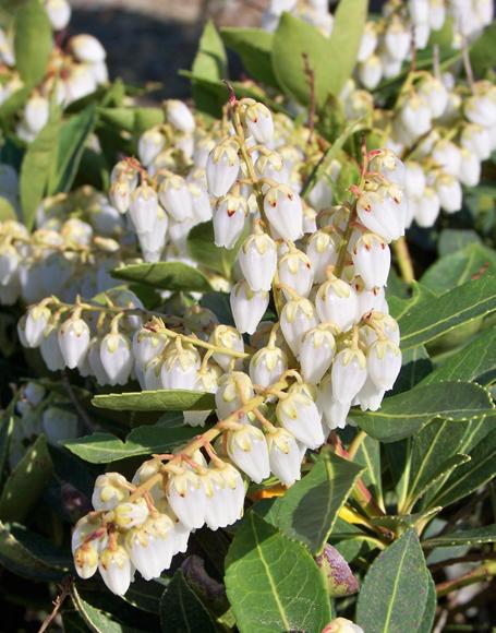 Pieris Japonica Cavatine - View 9 from www redcrocus com