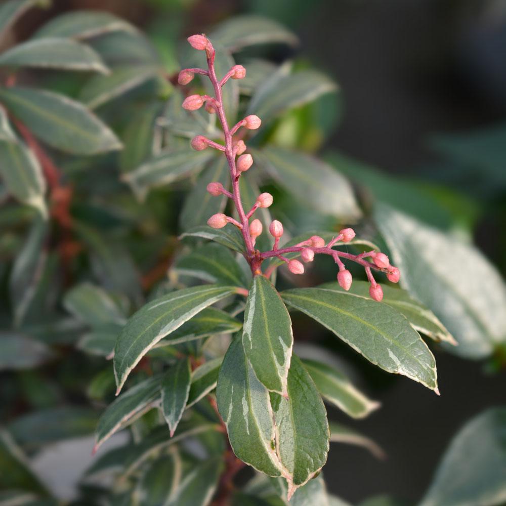 Pieris Japonica Little Heath - View 11 from www redcrocus com