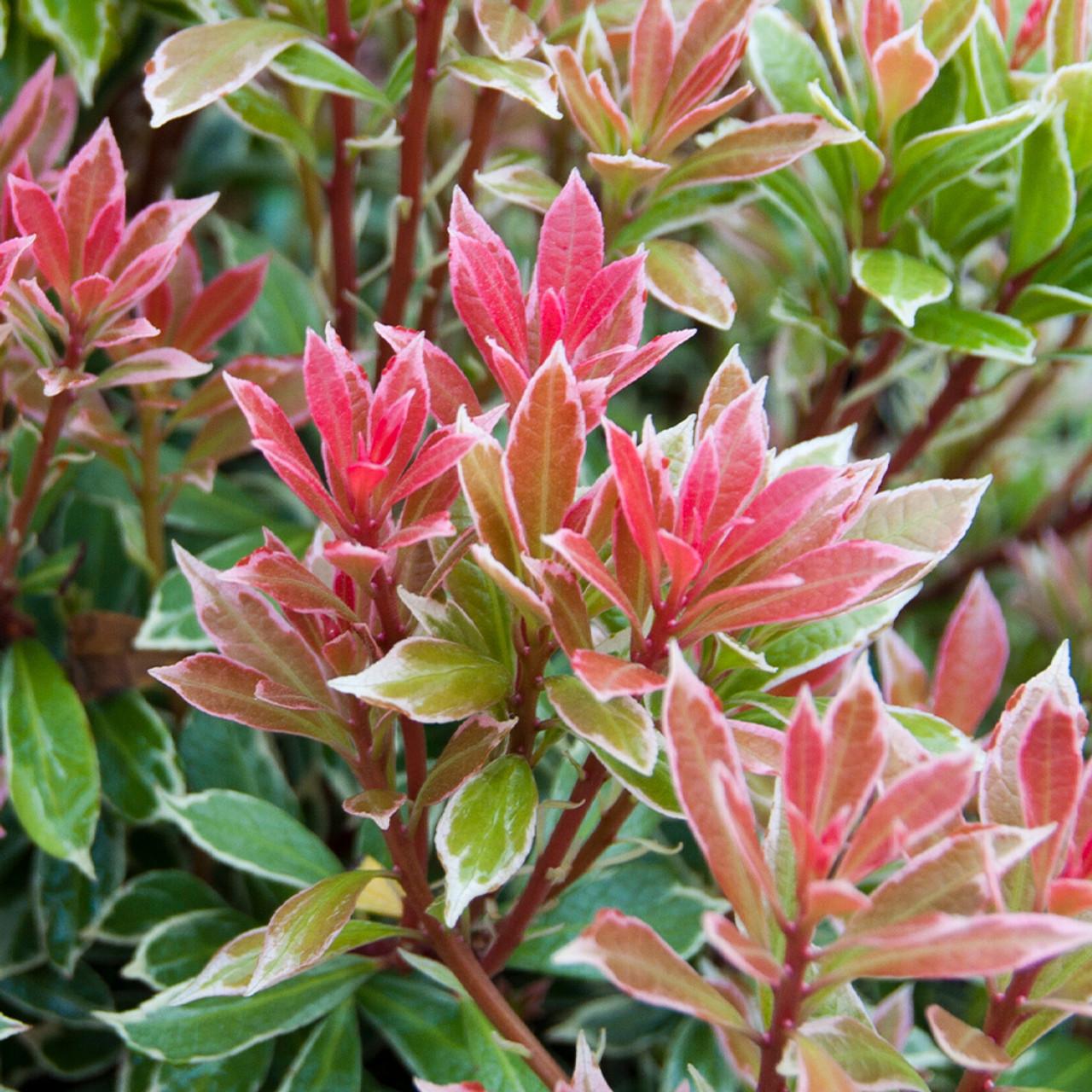Pieris Japonica Little Heath - View 13 from www redcrocus com