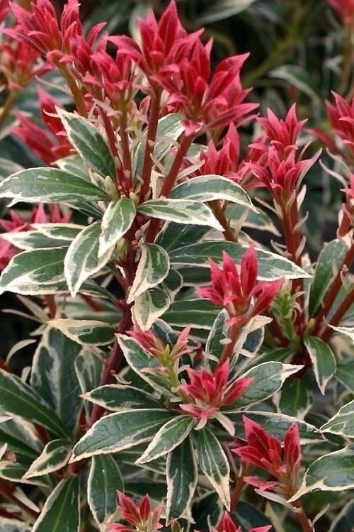 Pieris Japonica Little Heath - View 16 from www redcrocus com
