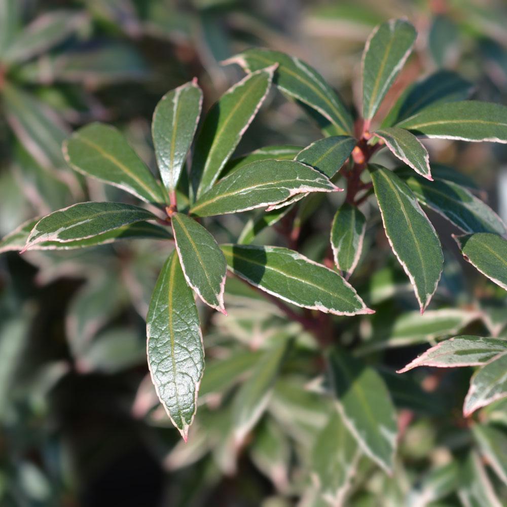 Pieris Japonica Little Heath - View 17 from www redcrocus com