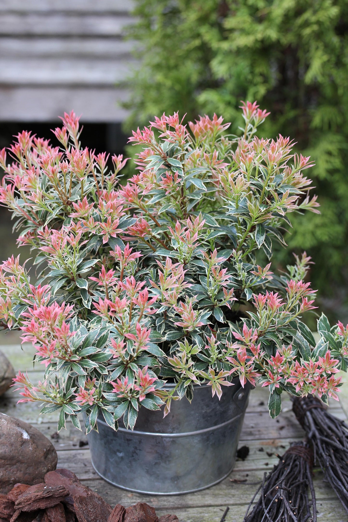 Pieris Japonica Little Heath - View 18 from www redcrocus com