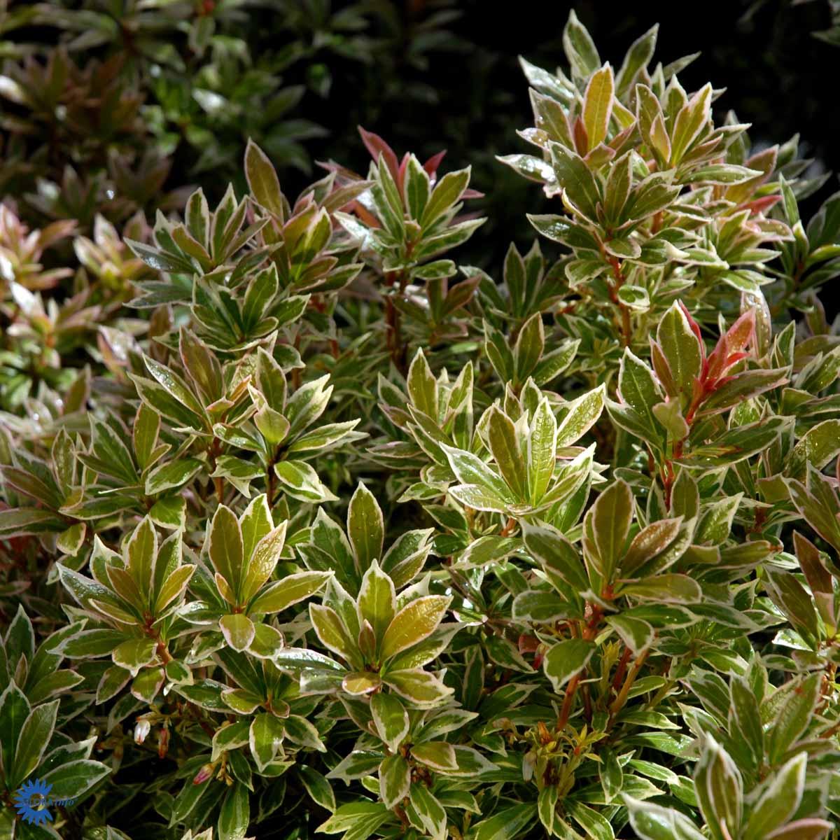 Pieris Japonica Little Heath - View 19 from www redcrocus com