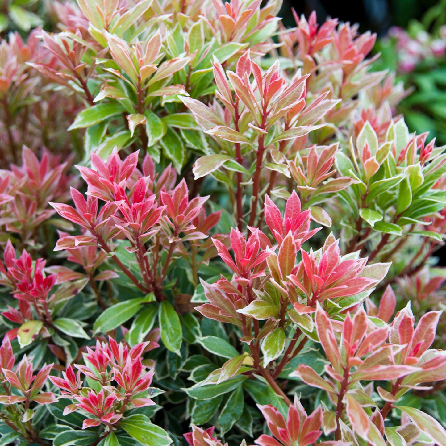 Pieris Japonica Little Heath - View 3 from www redcrocus com