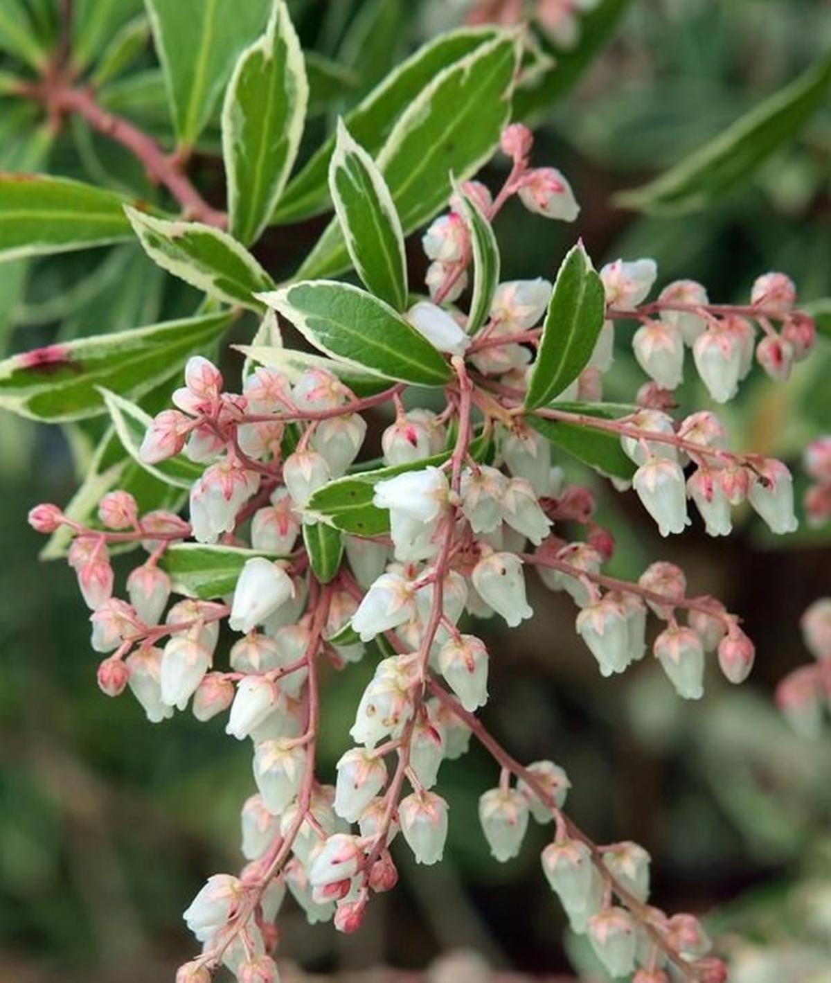 Pieris Japonica Little Heath - View 4 from www redcrocus com