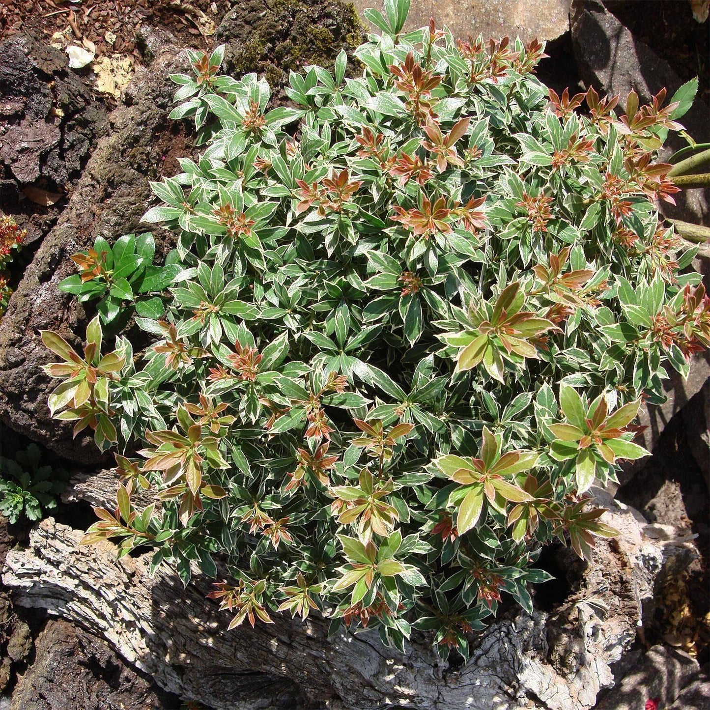 Pieris Japonica Little Heath - View 9 from www redcrocus com