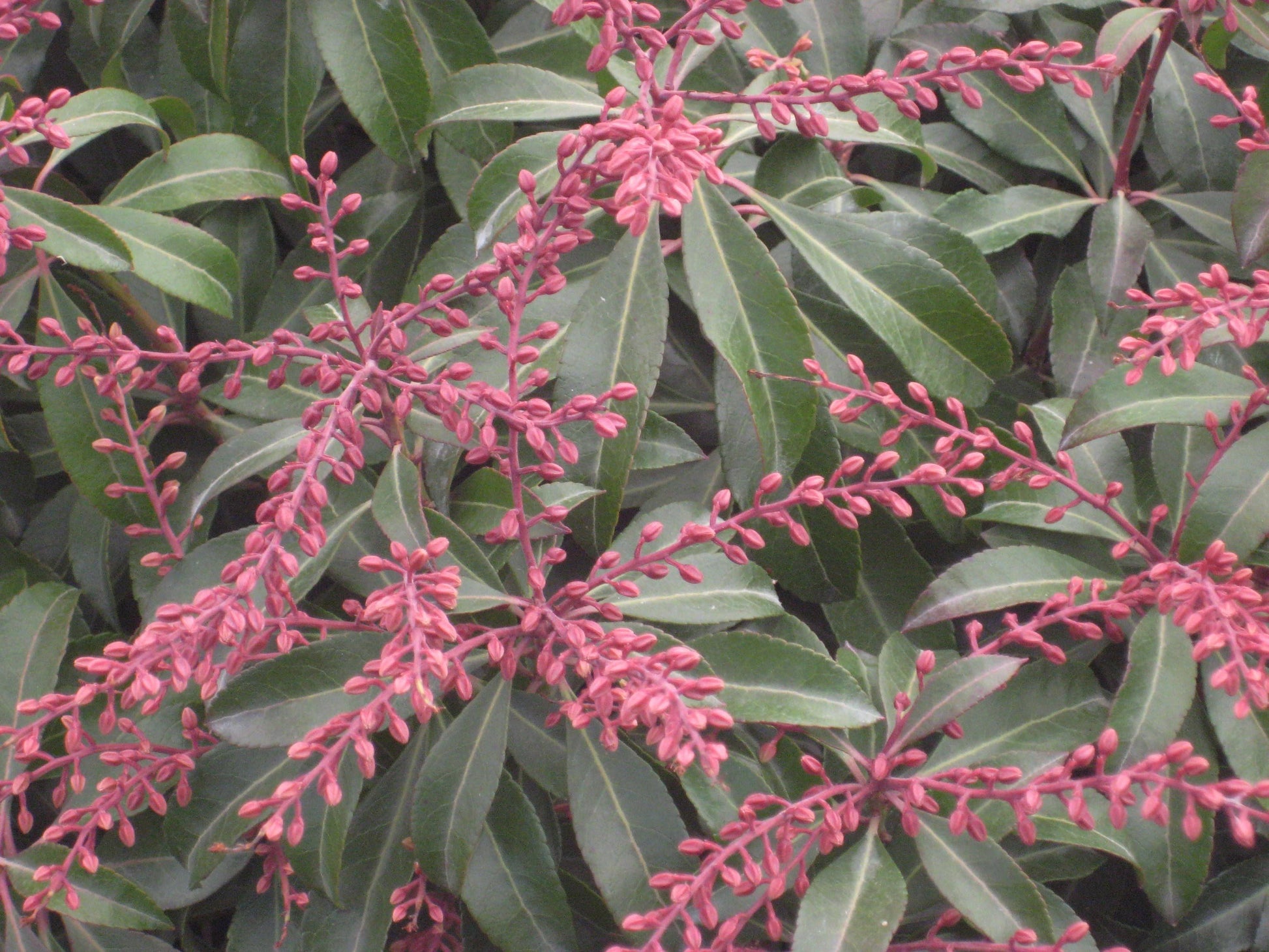 Pieris Japonica Dorothy Wycoff - View 17 from www redcrocus com