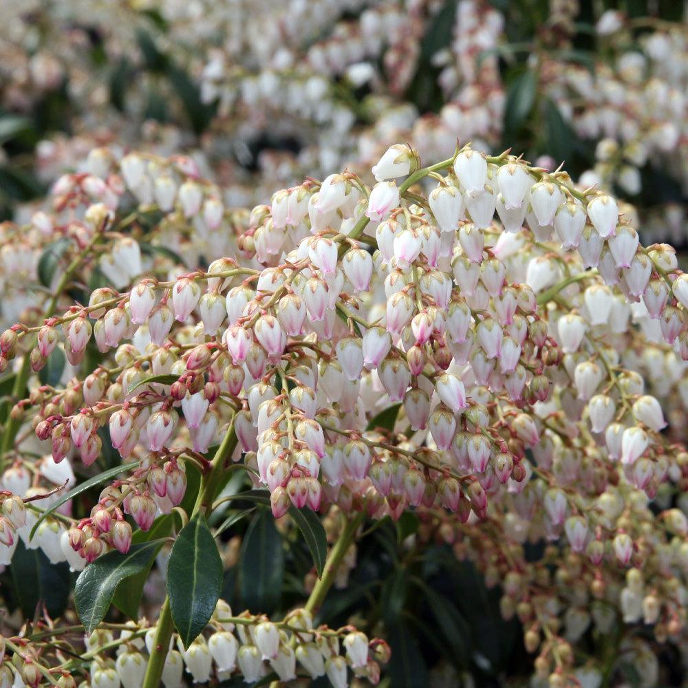 Pieris Japonica Dorothy Wycoff - View 4 from www redcrocus com