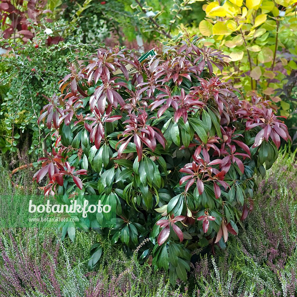 Pieris Japonica Katsura - View 3 from www redcrocus com