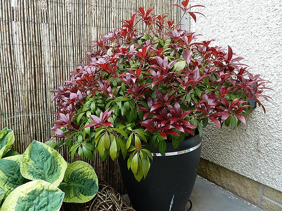 Pieris Japonica Katsura - View 10 from www redcrocus com