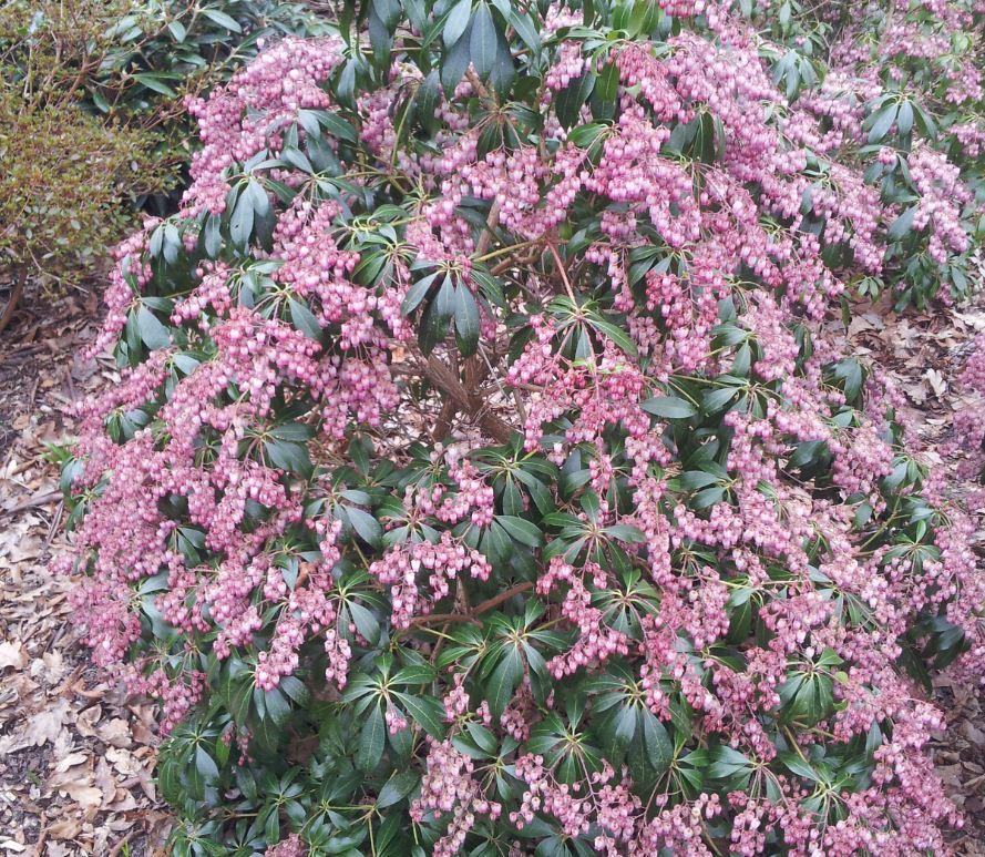 Pieris Japonica Katsura - View 13 from www redcrocus com