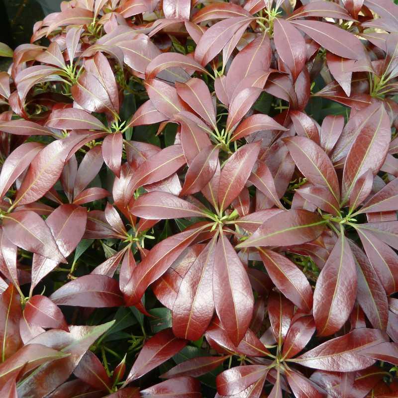 Pieris Japonica Katsura - View 19 from www redcrocus com