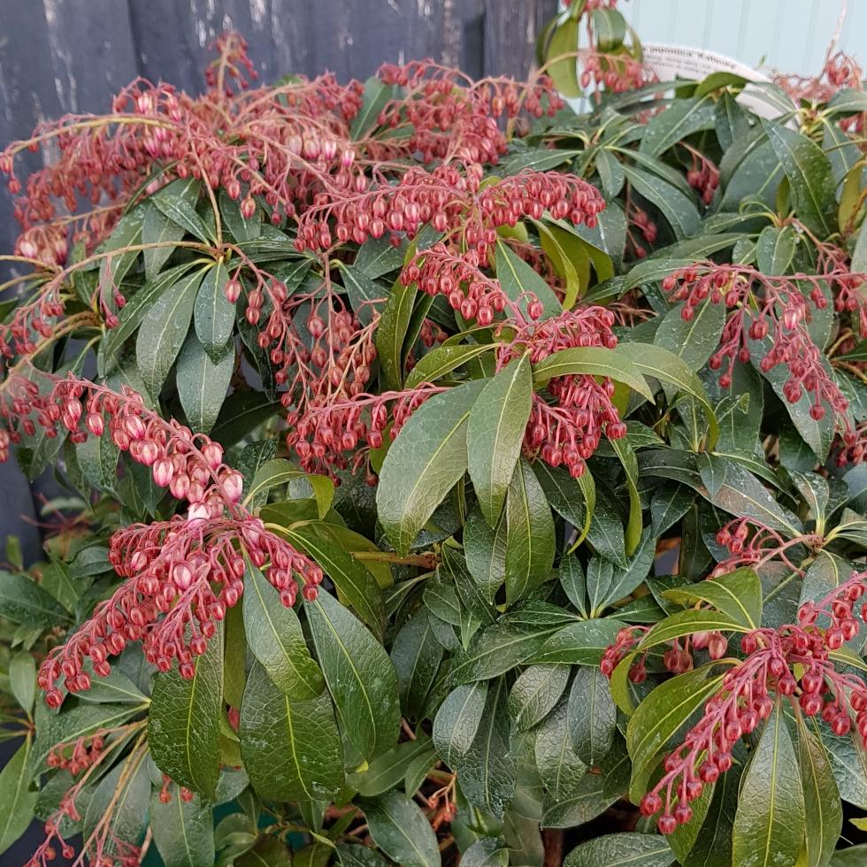 Pieris Japonica Katsura - View 20 from www redcrocus com