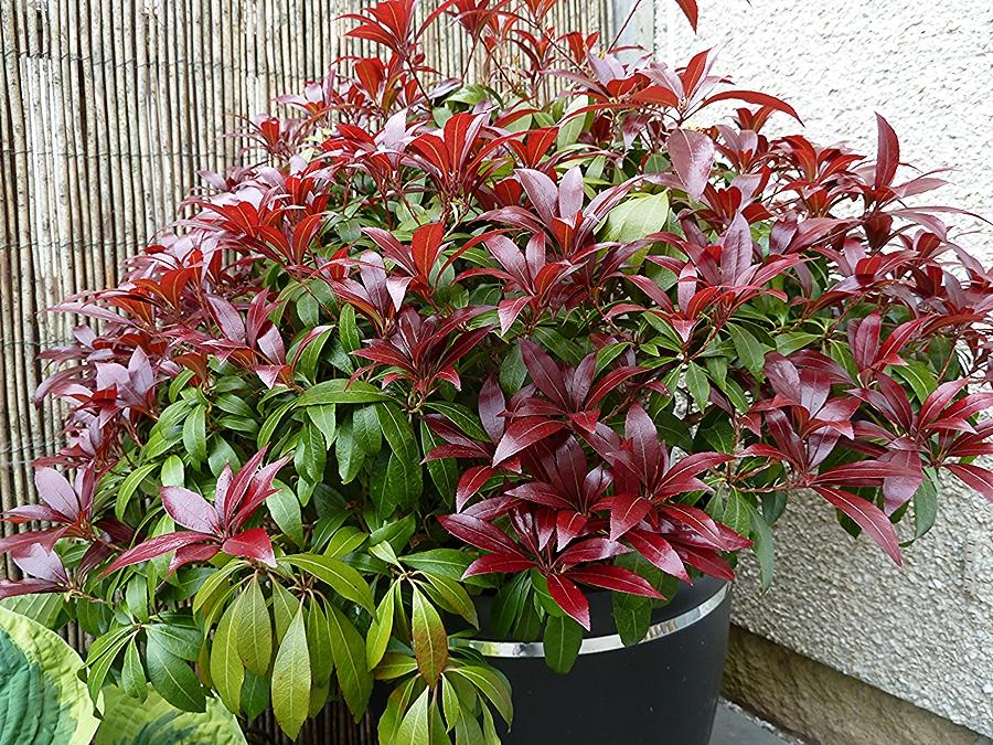Pieris Japonica Katsura - View 5 from www redcrocus com