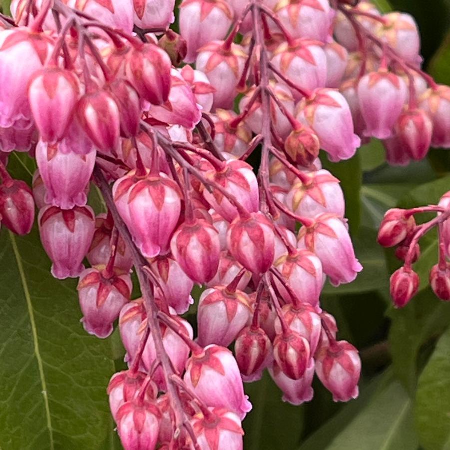 Pieris Japonica Katsura - View 9 from www redcrocus com