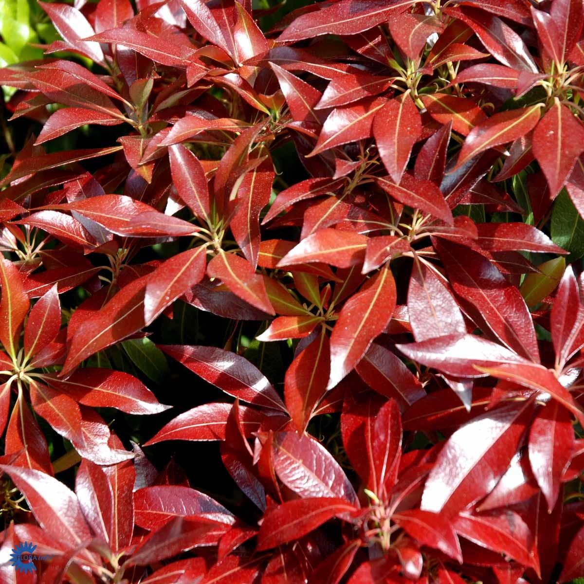 Pieris Japonica Katsura - View 10 from www redcrocus com