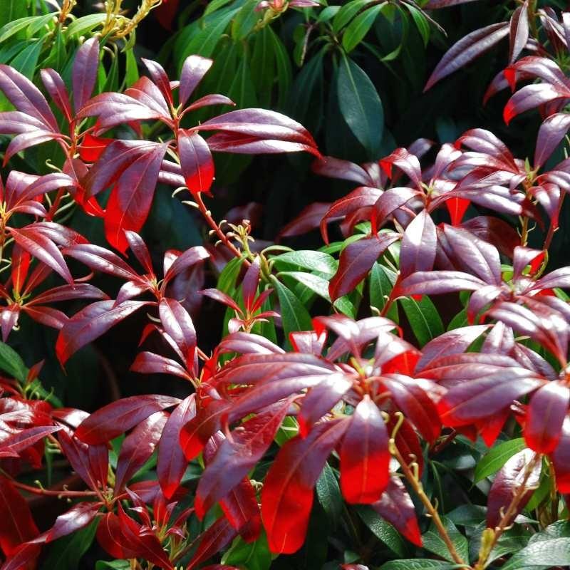 Pieris Japonica Katsura - View 16 from www redcrocus com