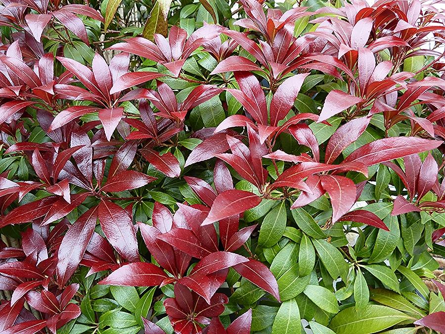 Pieris Japonica Katsura - View 17 from www redcrocus com