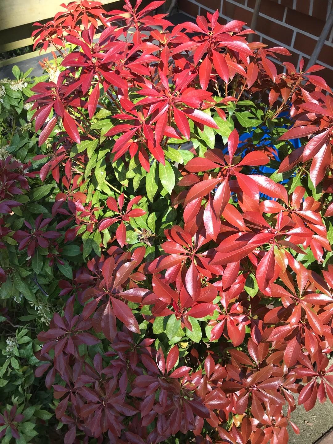Pieris Japonica Katsura - View 20 from www redcrocus com