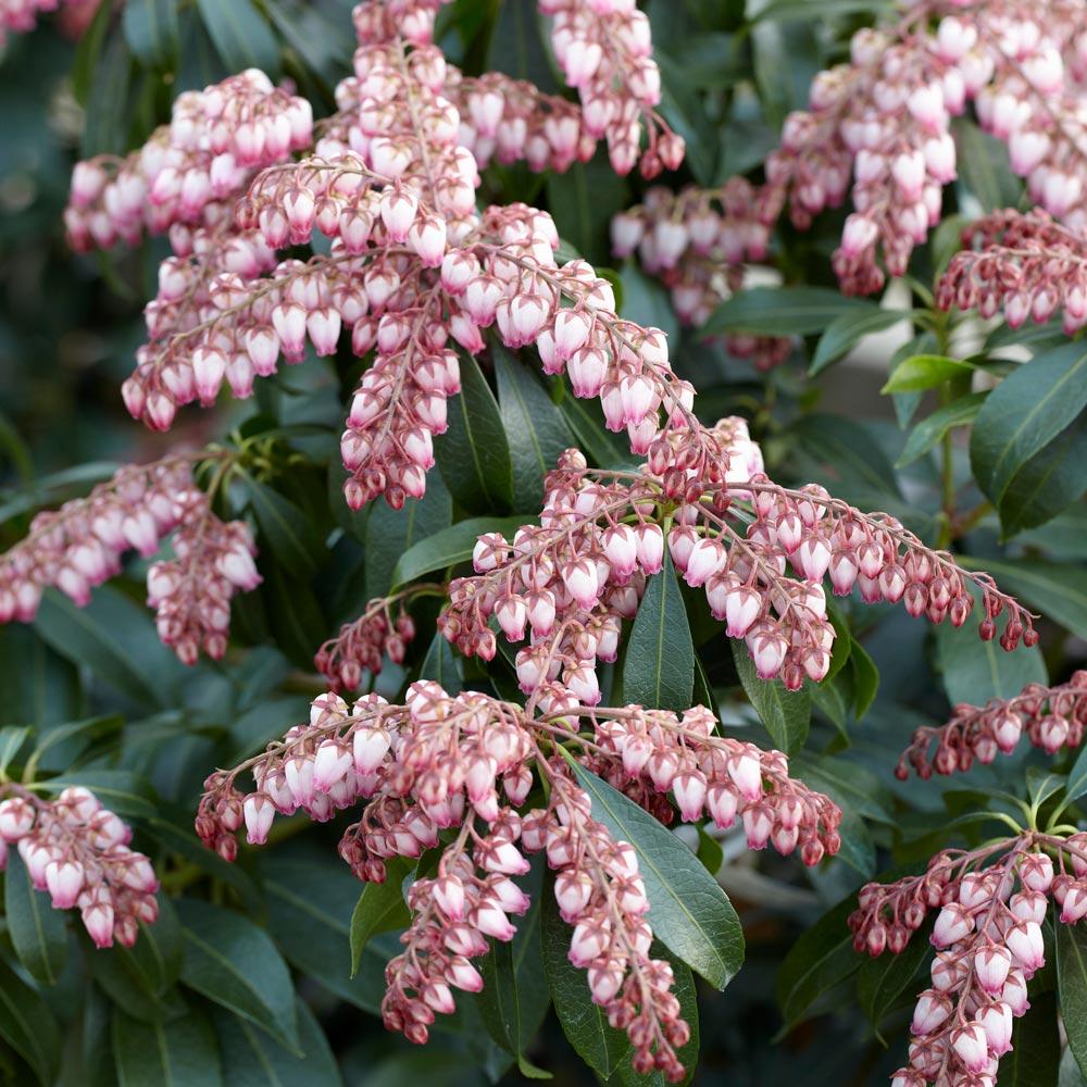Pieris Japonica Katsura - View 2 from www redcrocus com