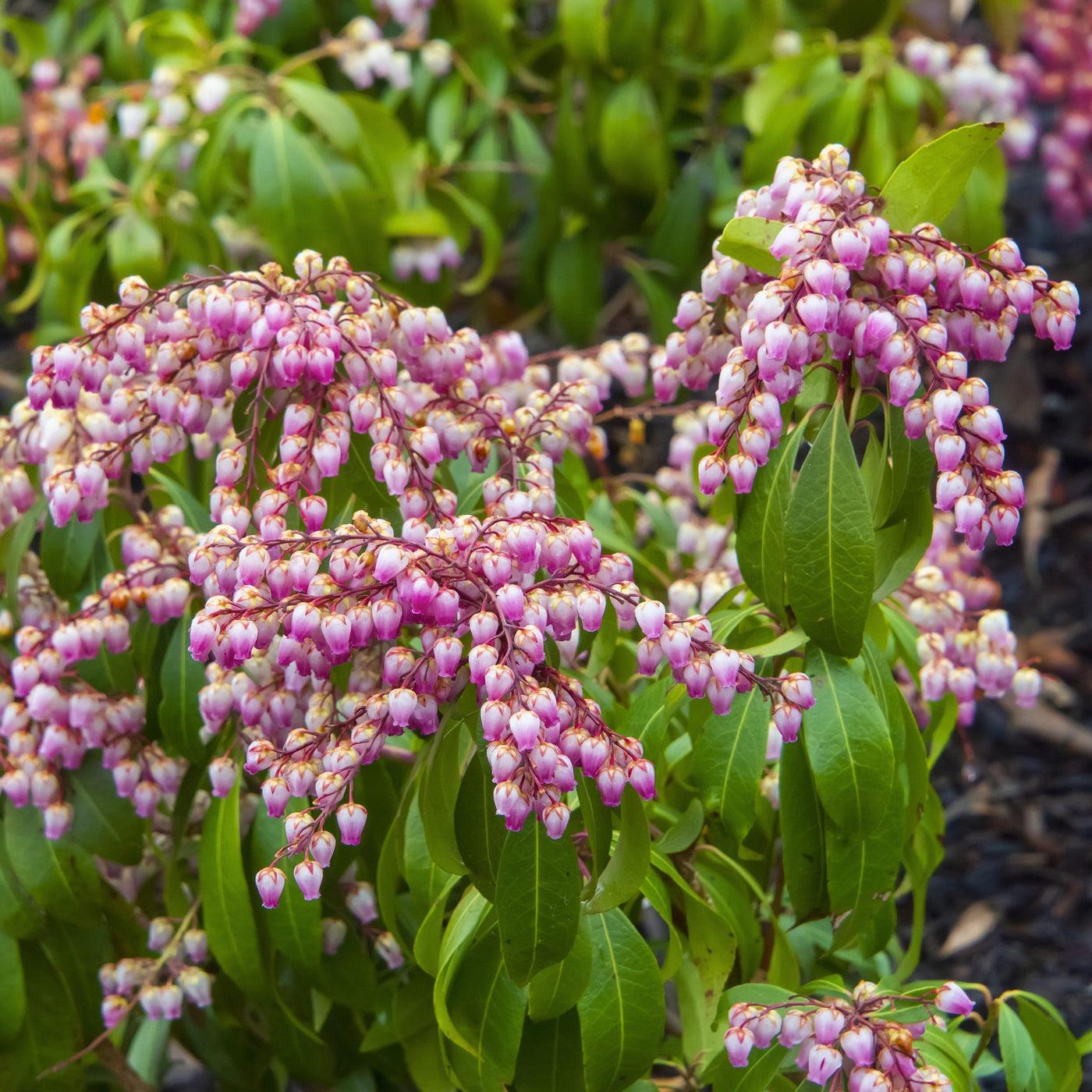 Pieris Japonica Katsura - View 3 from www redcrocus com