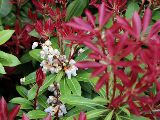 Pieris Japonica Mountain Fire - View 10 from www redcrocus com