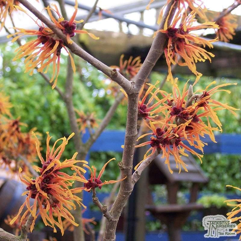 Hamamelis Intermedia Jelena - View 13 from www redcrocus com