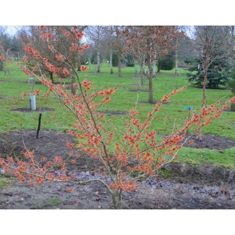 Hamamelis Intermedia Jelena - View 19 from www redcrocus com